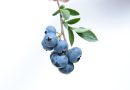 Grib Chancen: Friske Tyttebær Planter Til Salg\n